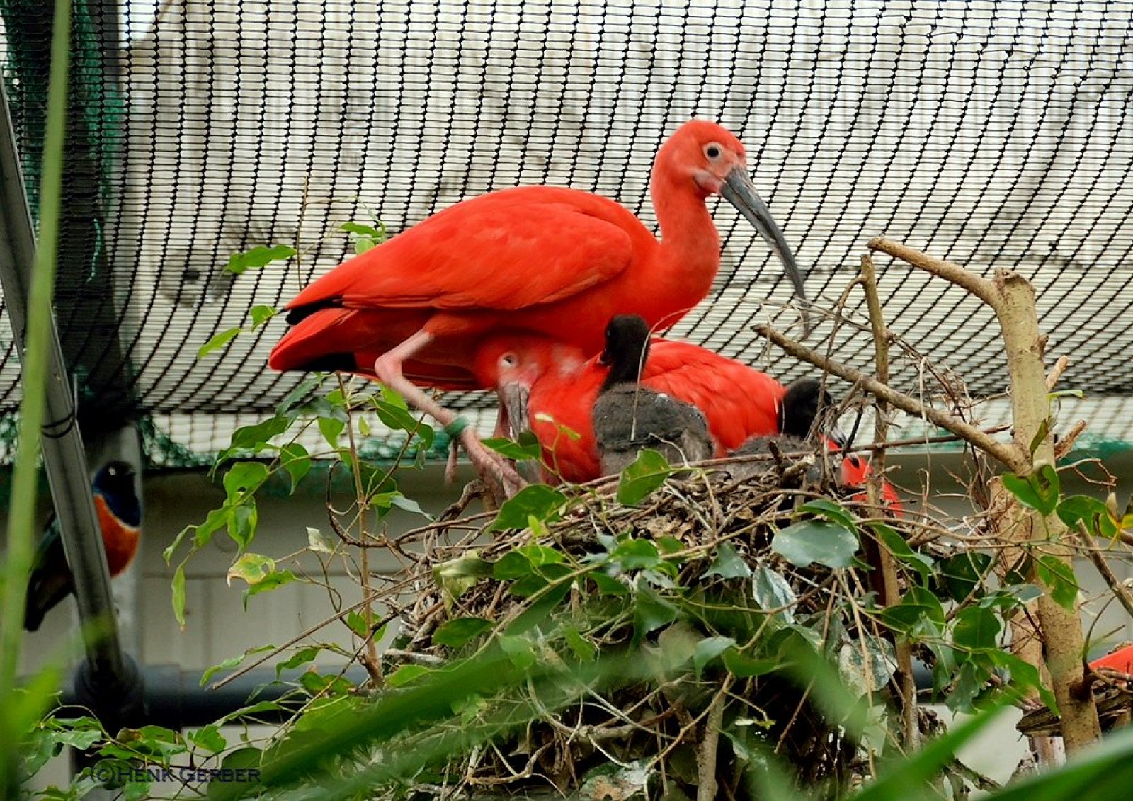 5540-rode-ibis-fazanterie.jpg